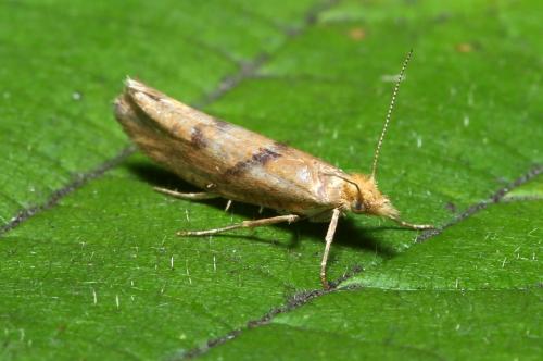 Réf. 269 164 : Ypsolopha sylvella